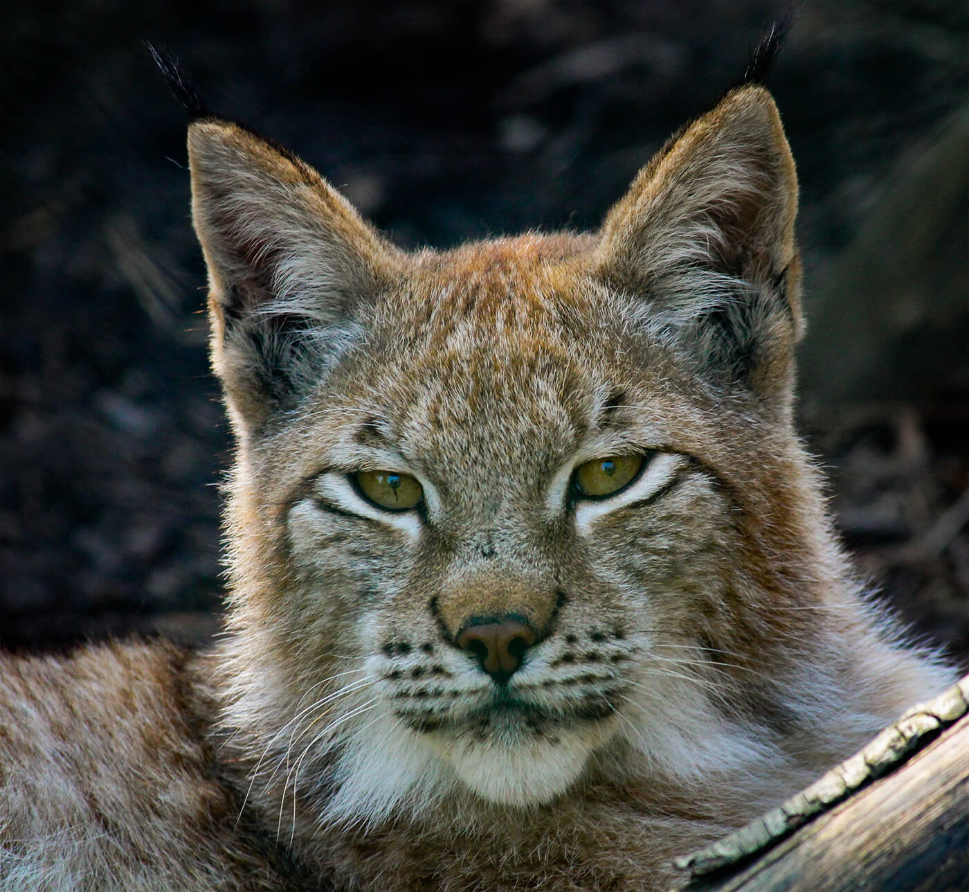 Educational Visits - Axe Valley Wildlife Park